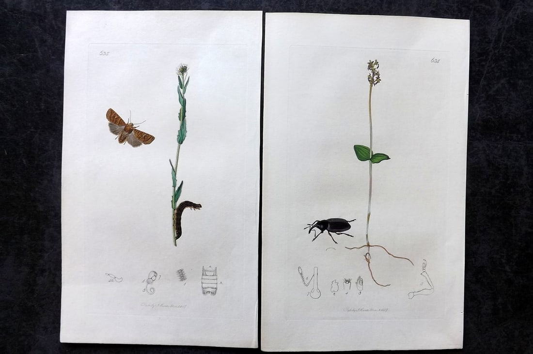 Curtis, John 1837 Pair of HCol Insect Botanical Prints, First Edition: Hand Colored Etchings Published 1823-39, London for "British Entomology: Being Illustrations and Descriptions of the Genera of Insects found in Great Britain and Ireland" First Edition by John Curtis.