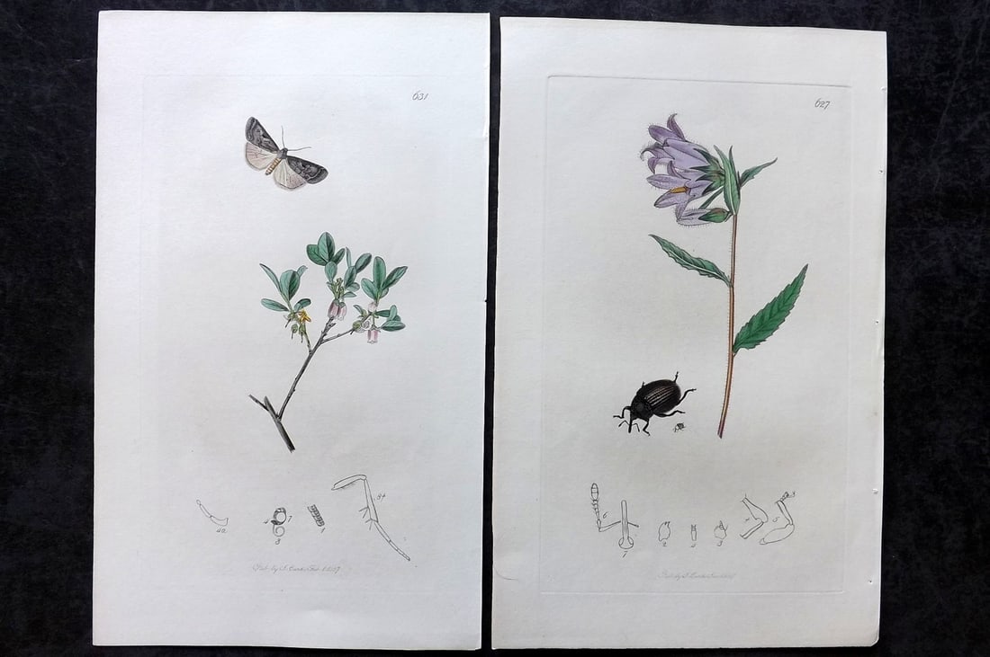 Curtis, John 1837 Pair of HCol Insect Botanical Prints, First Edition: Hand Colored Etchings Published 1823-39, London for "British Entomology: Being Illustrations and Descriptions of the Genera of Insects found in Great Britain and Ireland" First Edition by John Curtis.