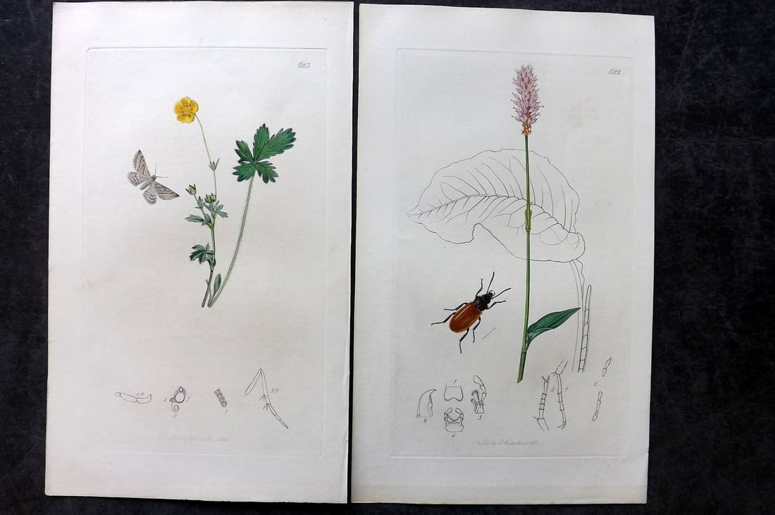 Curtis, John 1837 Pair of HCol Insect Botanical Prints, First Edition: Hand Colored Etchings Published 1823-39, London for "British Entomology: Being Illustrations and Descriptions of the Genera of Insects found in Great Britain and Ireland" First Edition by John Curtis.