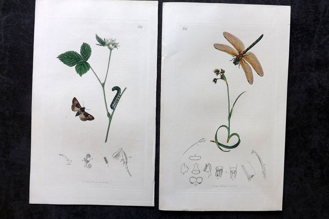 Curtis, John 1837 Pair of HCol Insect Botanical Prints, First Edition (1 of 2)