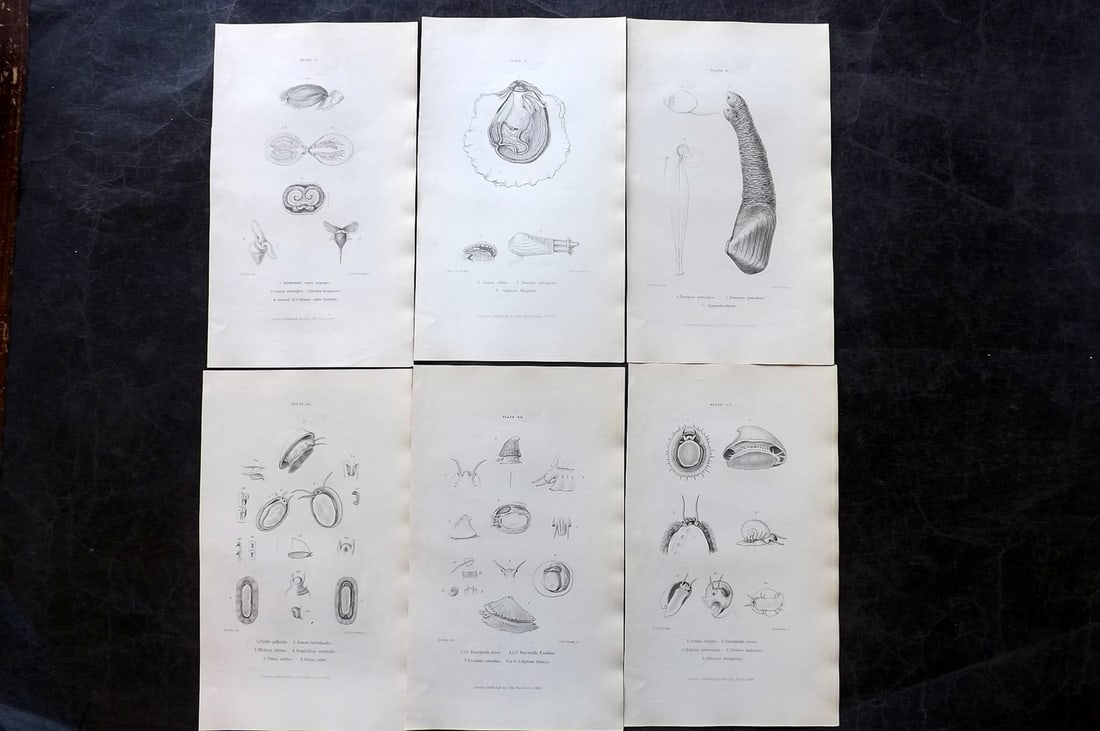 Forbes, Edward 1853 Lot of 6 Shell/Sea Life Prints (1 of 2)