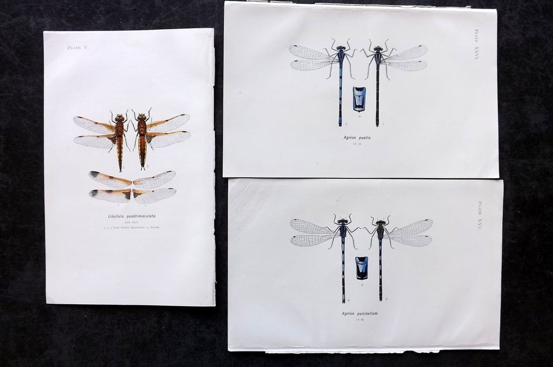 Lucas, William 1899 Lot of 3 Antique Dragonfly Prints (1 of 2)