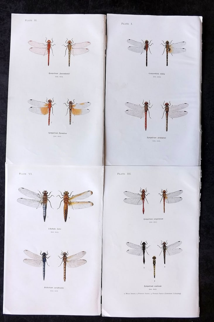 Lucas, William 1899 Lot of 4 Antique Dragonfly Prints (1 of 2)