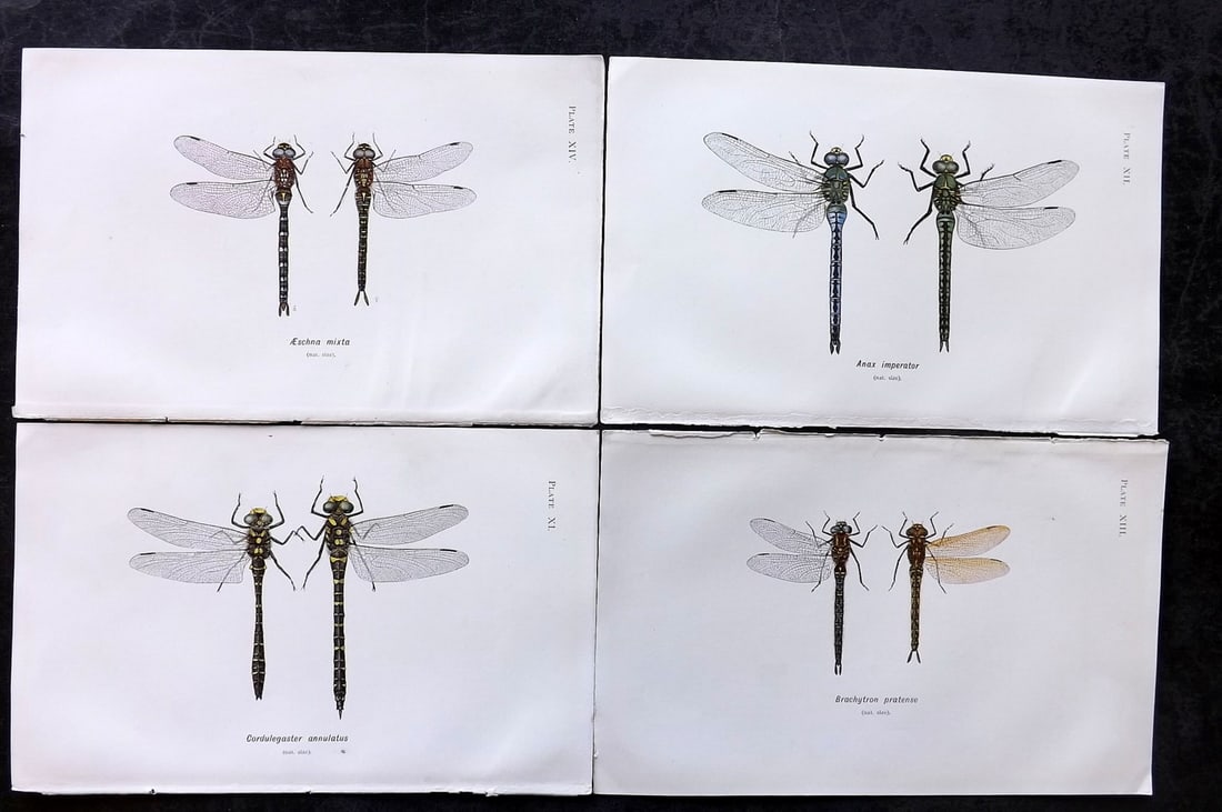 Lucas, William 1899 Lot of 4 Antique Dragonfly Prints (1 of 2)