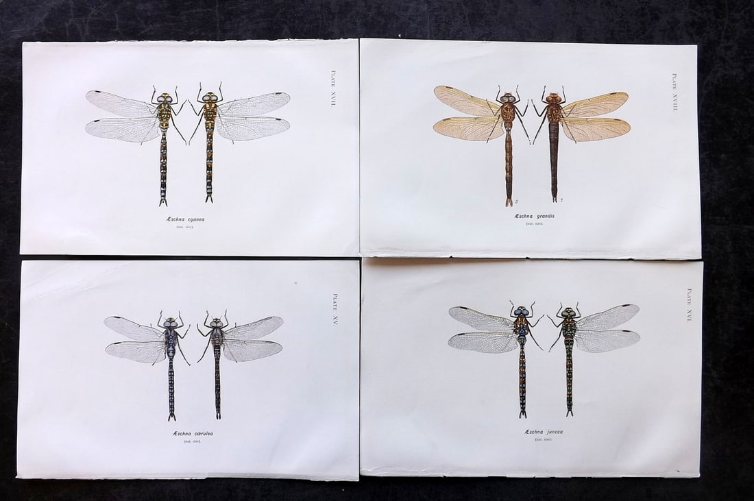 Lucas, William 1899 Lot of 4 Antique Dragonfly Prints (1 of 2)