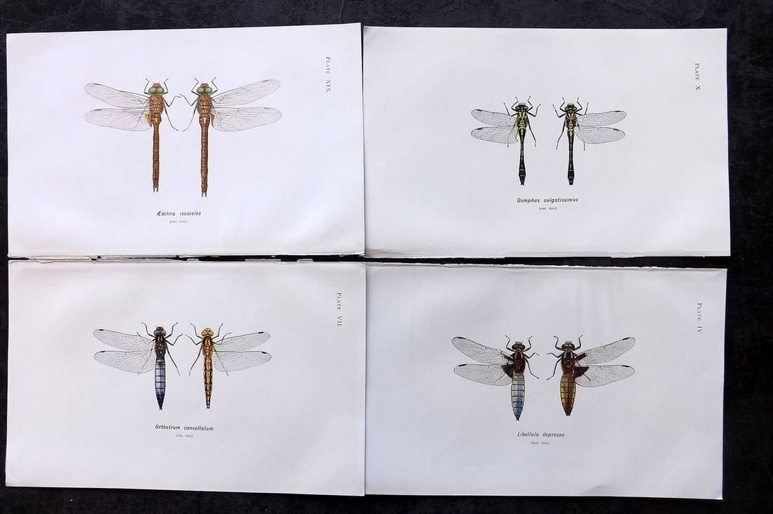 Lucas, William 1899 Lot of 4 Antique Dragonfly Prints (1 of 2)
