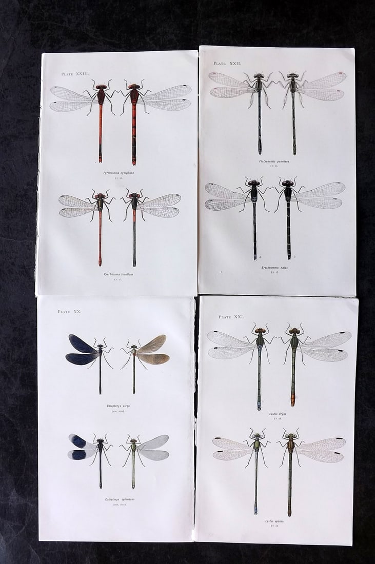 Lucas, William 1899 Lot of 4 Antique Dragonfly Prints (1 of 2)