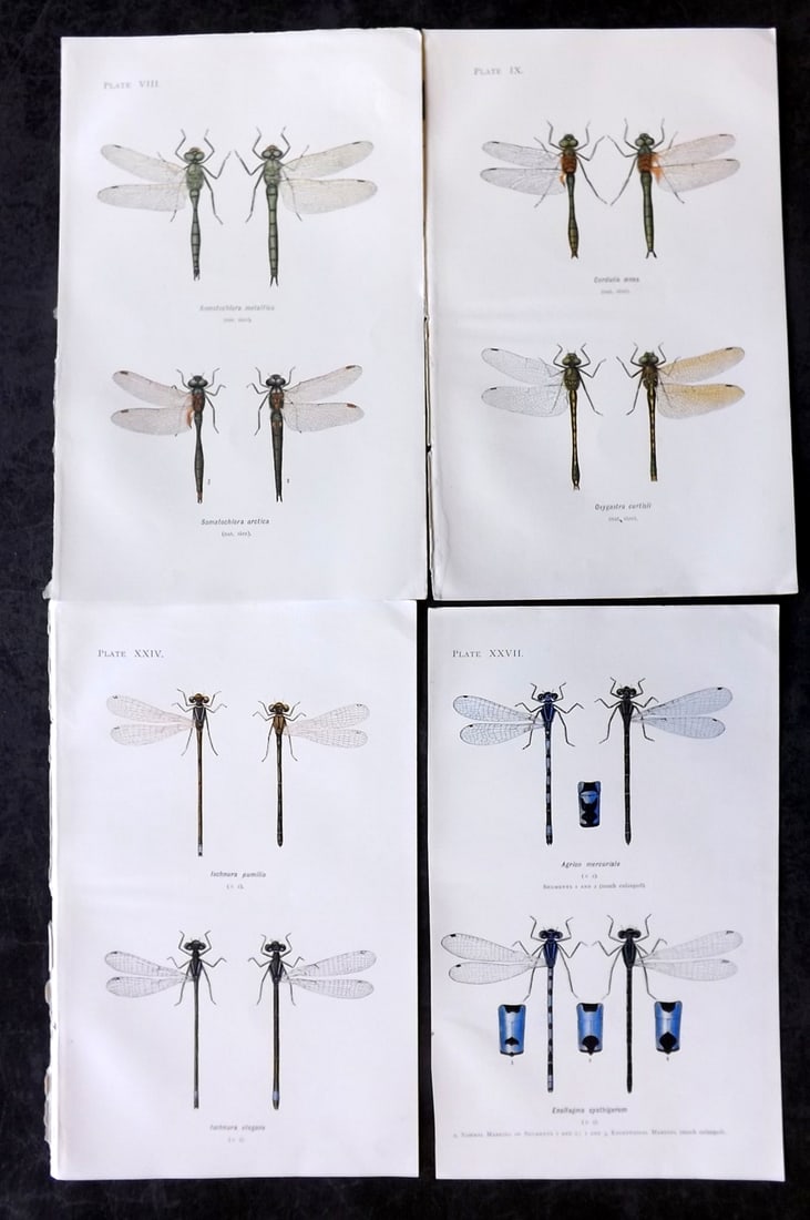 Lucas, William 1899 Lot of 4 Antique Dragonfly Prints (1 of 2)