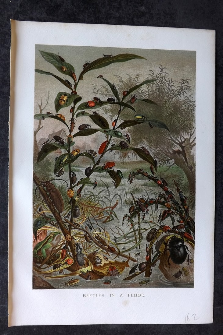 Lydekker, Richard 1896 Antique Print. Beetles in Flood: Chromolithograph Published 1894-96, London for "The Royal Natural History" by Richard Lydekker. Illustrated by Smit, Keulemans, Wolf and others. Paper Size: 10 x 6.5 inch (25 x 16.5cm) Good Condition