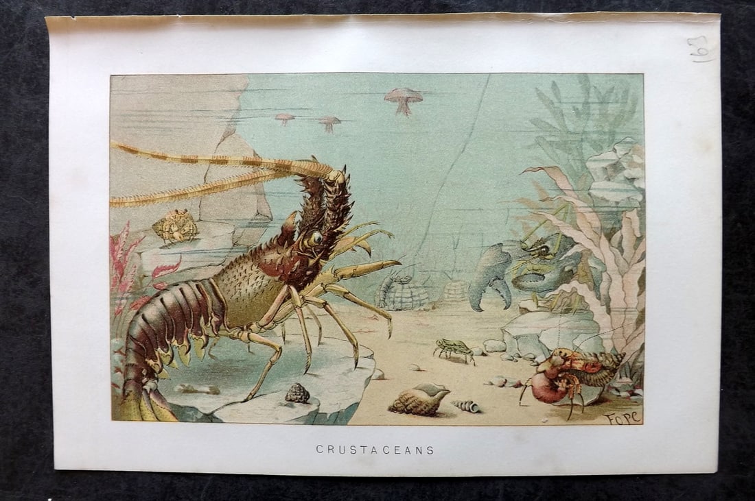 Lydekker, Richard 1896 Antique Print. Crustaceans Prawns Shrimp: Chromolithograph Published 1894-96, London for "The Royal Natural History" by Richard Lydekker. Illustrated by Smit, Keulemans, Wolf and others. Paper Size: 10 x 6.5 inch (25 x 16.5cm) Good Condition