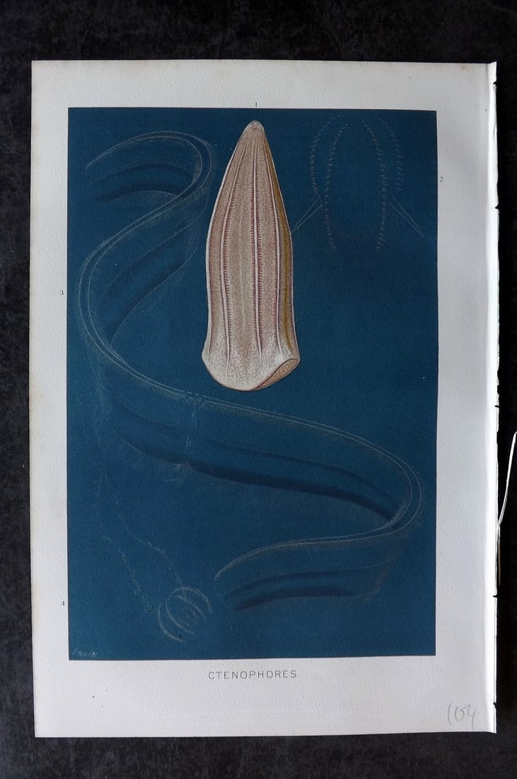 Lydekker, Richard 1896 Antique Print. Ctenophores Jellyfish: Chromolithograph Published 1894-96, London for "The Royal Natural History" by Richard Lydekker. Illustrated by Smit, Keulemans, Wolf and others. Paper Size: 10 x 6.5 inch (25 x 16.5cm) Good Condition