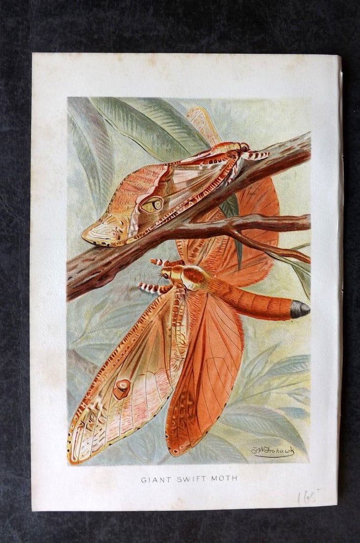 Lydekker, Richard 1896 Antique Print. Giant Swift Moth: Chromolithograph Published 1894-96, London for "The Royal Natural History" by Richard Lydekker. Illustrated by Smit, Keulemans, Wolf and others. Paper Size: 10 x 6.5 inch (25 x 16.5cm) Very minor marg
