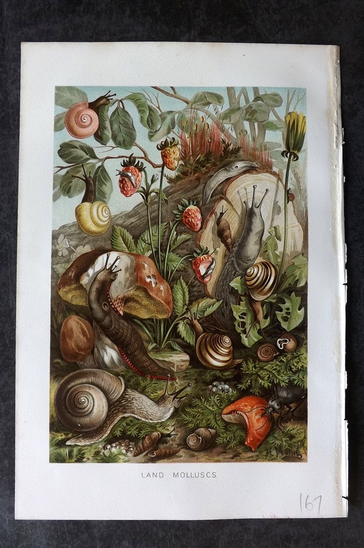 Lydekker, Richard 1896 Antique Print. Land Molluscs: Chromolithograph Published 1894-96, London for "The Royal Natural History" by Richard Lydekker. Illustrated by Smit, Keulemans, Wolf and others. Paper Size: 10 x 6.5 inch (25 x 16.5cm) Good Condition