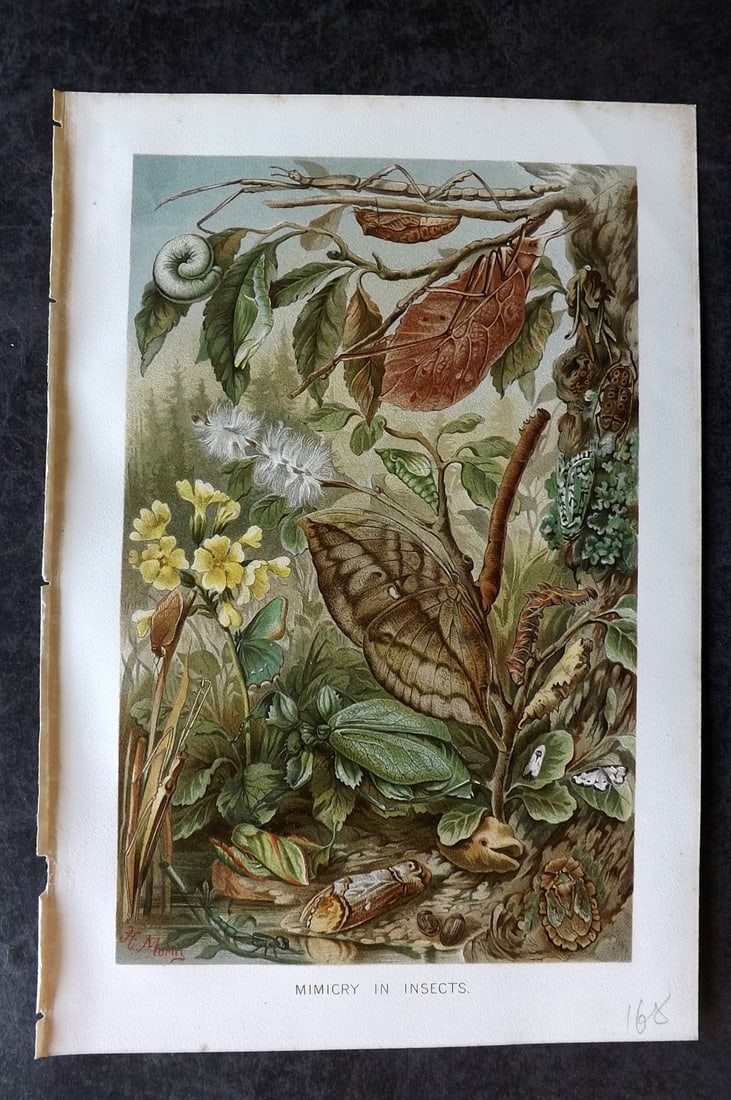Lydekker, Richard 1896 Antique Print. Mimicry in Insects: Chromolithograph Published 1894-96, London for "The Royal Natural History" by Richard Lydekker. Illustrated by Smit, Keulemans, Wolf and others. Paper Size: 10 x 6.5 inch (25 x 16.5cm) Good Condition