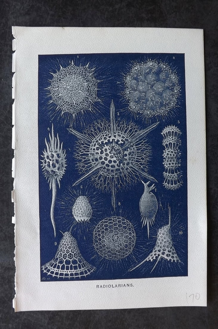 Lydekker, Richard 1896 Antique Print. Radiolarians: Chromolithograph Published 1894-96, London for "The Royal Natural History" by Richard Lydekker. Illustrated by Smit, Keulemans, Wolf and others. Paper Size: 10 x 6.5 inch (25 x 16.5cm) Good Condition