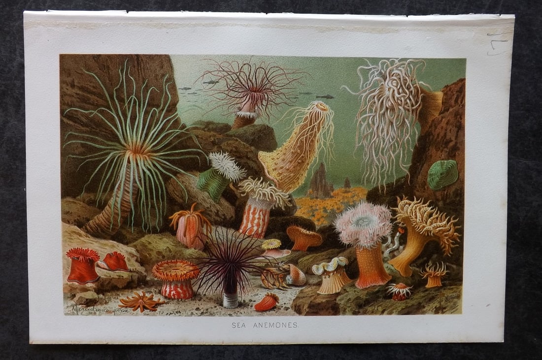 Lydekker, Richard 1896 Antique Print. Sea Anemones: Chromolithograph Published 1894-96, London for "The Royal Natural History" by Richard Lydekker. Illustrated by Smit, Keulemans, Wolf and others. Paper Size: 10 x 6.5 inch (25 x 16.5cm) Good Condition