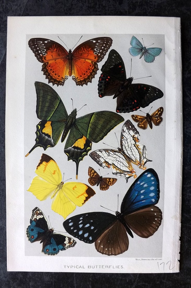 Lydekker, Richard 1896 Antique Print. Typical Butterflies (1 of 1)