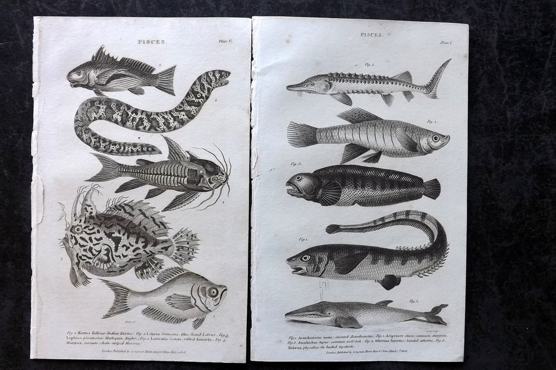 Nicholson, William 1809 Pair of Antique Fish Prints (1 of 1)