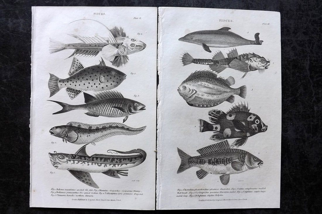 Nicholson, William 1809 Pair of Antique Fish Prints (1 of 1)