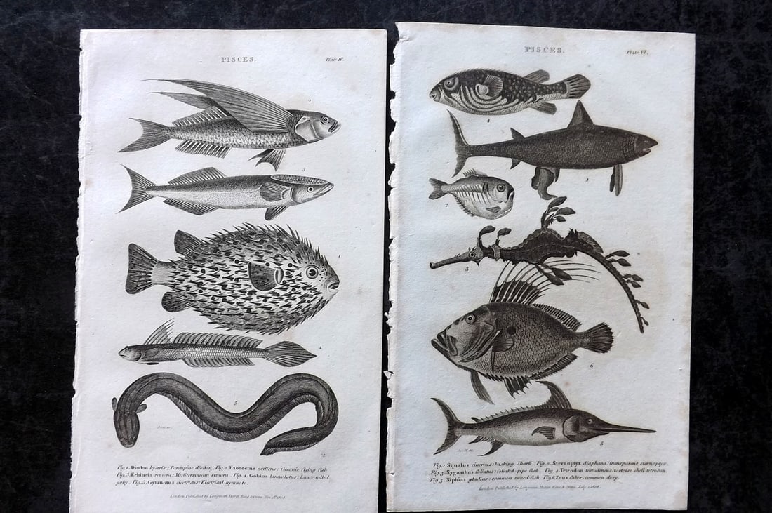 Nicholson, William 1809 Pair of Antique Fish Prints (1 of 1)