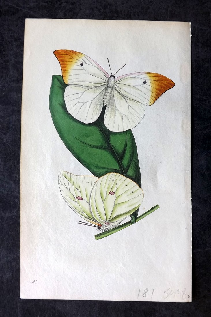 Swainson, William 1820 Hand Col Print. Leachian Colias Butterfly 06 (1 of 1)