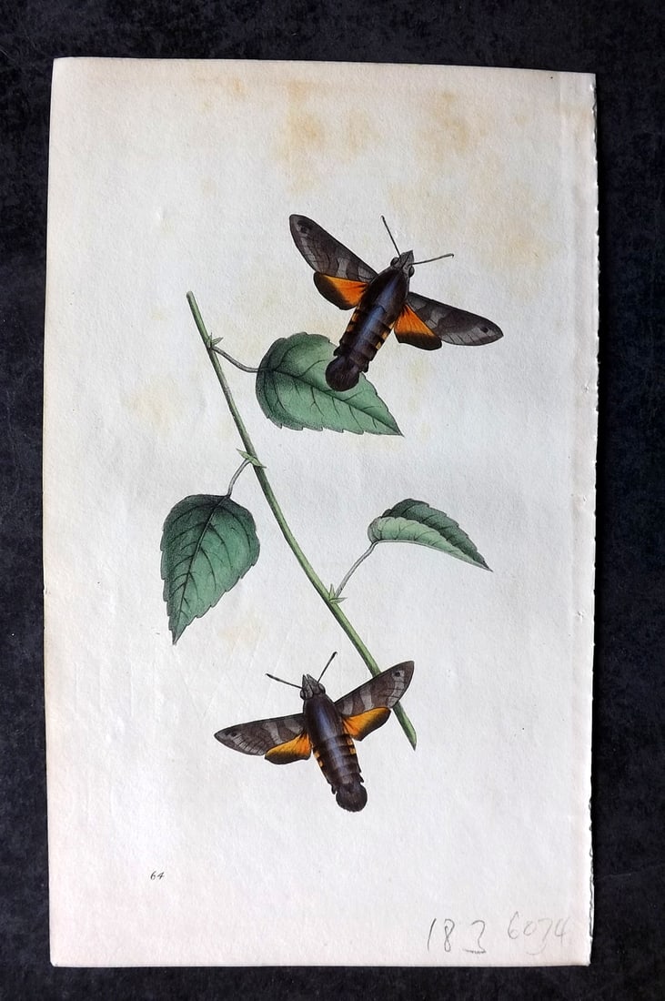 Swainson, William 1820 Hand Col Print. Macroglossum, Hawk Moth 64: Hand Colored Lithograph Published 1820-33, London for "Zoological Illustrations" by William Swainson. With accompanying descriptive text. Scarce. Paper Size: 8.5 x 5 inch (22 x 13cm) Some background t