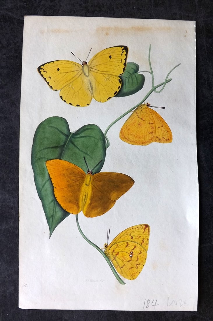Swainson, William 1820 Hand Col Print. Orange Colias 52 (1 of 1)