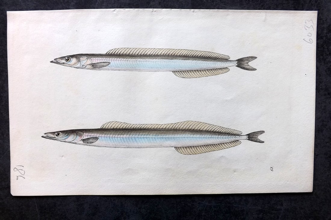 Swainson, William 1820 Hand Col Print. Sand-Lance Fish 63: Hand Colored Lithograph Published 1820-33, London for "Zoological Illustrations" by William Swainson. With accompanying descriptive text. Scarce. Paper Size: 8.5 x 5 inch (22 x 13cm) Very minor backgr