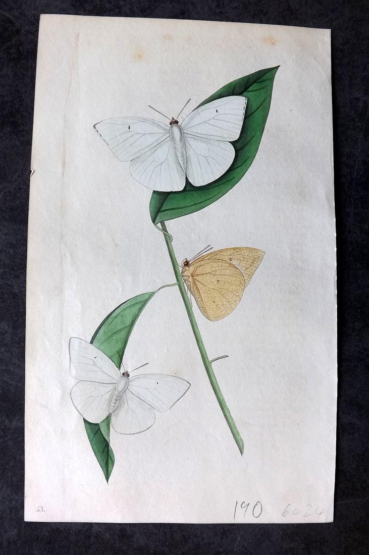 Swainson, William 1820 Hand Col Print. White African Colias Butterfly 53: Hand Colored Lithograph Published 1820-33, London for "Zoological Illustrations" by William Swainson. With accompanying descriptive text. Scarce. Paper Size: 8.5 x 5 inch (22 x 13cm) Very minor backgr