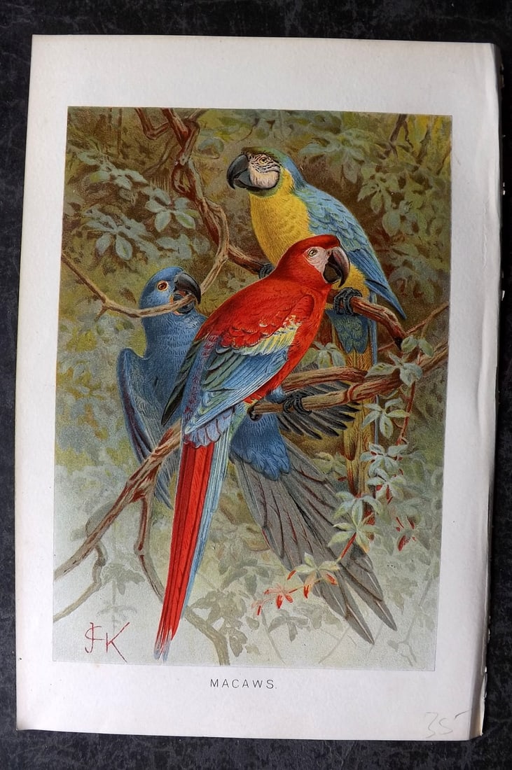 Lydekker, Richard 1896 Antique Bird Print. Macaws by Keulemans: Chromolithograph Published 1894-96, London for "The Royal Natural History" by Richard Lydekker. Illustrated by Smit, Keulemans, Wolf and others. Paper Size: 10 x 6.5 inch (25 x 16.5cm) Good Condition