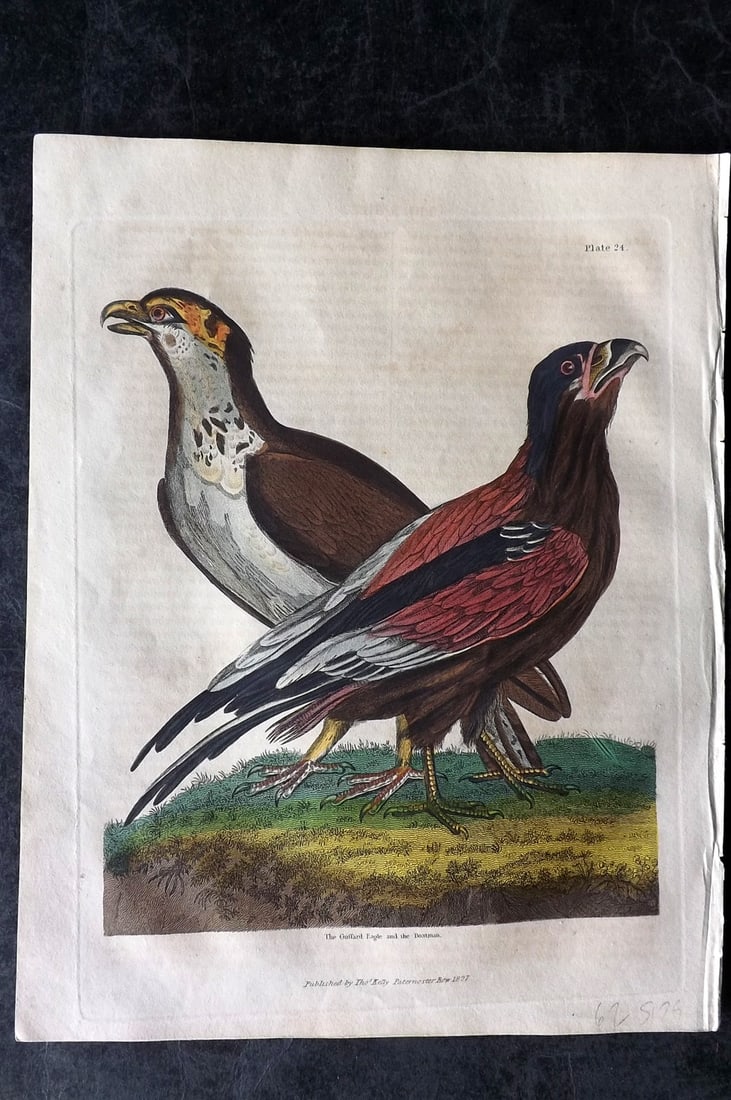 Buffon & Smellie 1834 Hand Col Bird Print. Gufford Eagle & Boatman (1 of 1)