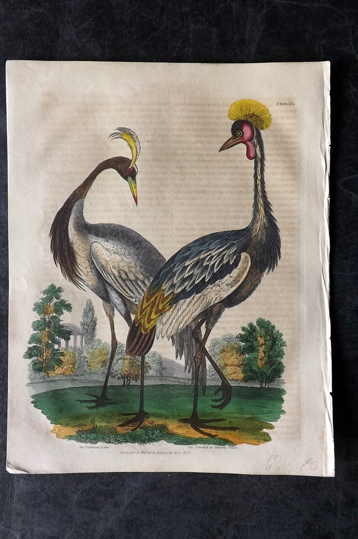 Buffon & Smellie 1834 Hand Col Bird Print. Numidian & Crowned Crane: Hand Colored Copper Plate Published 1834 by Thomas Kelly, London for "A Natural History, General and Particular..." by The Comte de Buffon and William Smellie. Paper Size: 10.5 x 8 inch (27 x 21cm) Mi