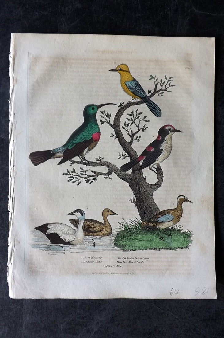 Buffon & Smellie 1834 Hand Col Bird Print. Kingfisher, Creepers, Eider Duck: Hand Colored Copper Plate Published 1834 by Thomas Kelly, London for "A Natural History, General and Particular..." by The Comte de Buffon and William Smellie. Paper Size: 10.5 x 8 inch (27 x 21cm) Mi