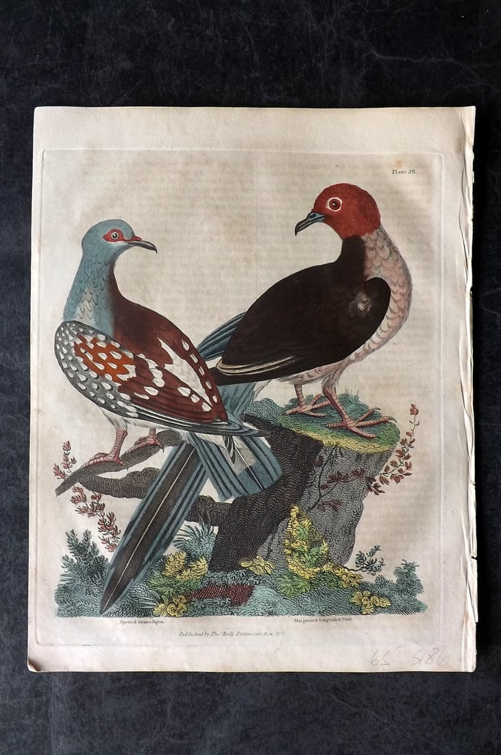 Buffon & Smellie 1834 Hand Col Bird Print. Guinea Pigeon & Long Tailed Dove (1 of 1)