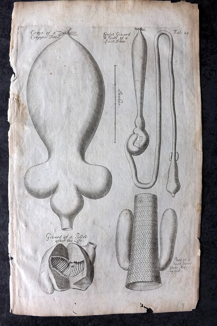 Grew, Nehemiah 1681 Bird Print. Anatomy of Dove, Jackdaw, Pullet: Copper Plate Published 1681, London for "Musaeum Regalis Societatis, or, A catalogue & description of the natural and artificial rarities belonging to the Royal Society and preserved at Gresham" by Ne