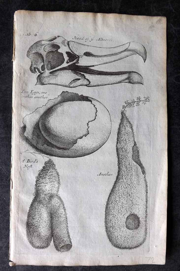 Grew, Nehemiah 1681 Bird Print. Head of Albatross, Eggs, & Nests: Copper Plate Published 1681, London for "Musaeum Regalis Societatis, or, A catalogue & description of the natural and artificial rarities belonging to the Royal Society and preserved at Gresham" by Ne