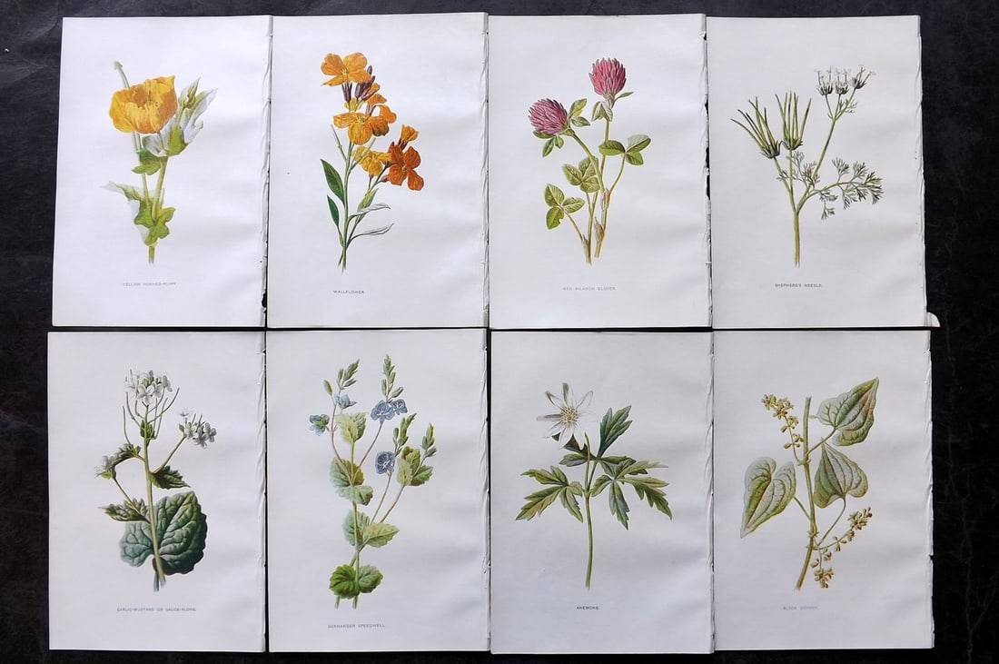 Hulme, Edward C1900 Lot of 8 Botanical Prints. Wild Flowers: Offset Lithographs Published C1900, London for "Familiar Wild Flowers" by F. Edward Hulme & Shirley Hibberd. Paper Size: 7.5 x 5 inch (19 x 13cm) Good Condition