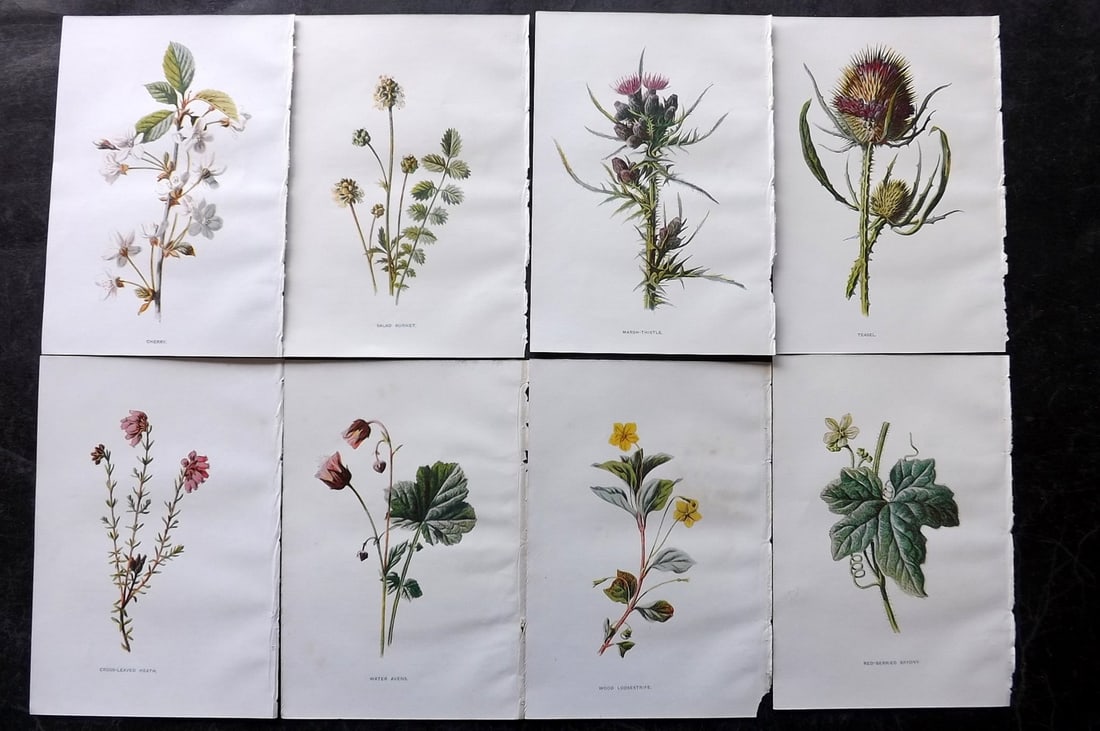 Hulme, Edward C1900 Lot of 8 Botanical Prints. Wild Flowers: Offset Lithographs Published C1900, London for "Familiar Wild Flowers" by F. Edward Hulme & Shirley Hibberd. Paper Size: 7.5 x 5 inch (19 x 13cm) Good Condition