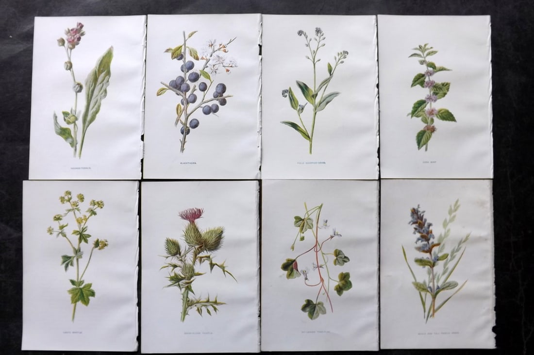 Hulme, Edward C1900 Lot of 8 Botanical Prints. Wild Flowers: Offset Lithographs Published C1900, London for "Familiar Wild Flowers" by F. Edward Hulme & Shirley Hibberd. Paper Size: 7.5 x 5 inch (19 x 13cm) Good Condition