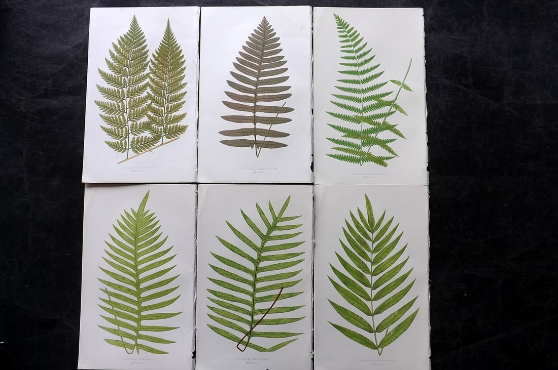 Lowe, Edward 1850's Lot of 6 Antique Fern Prints: Woodblocks Published 1856-60 by Groombridge and Sons, London for "Ferns: British and Exotic" by Edward Lowe. Illustrated by A.F. Lydon. Printed by Benjamin Fawcett. Paper Size: 10 x 6 inch (25 x 15cm)