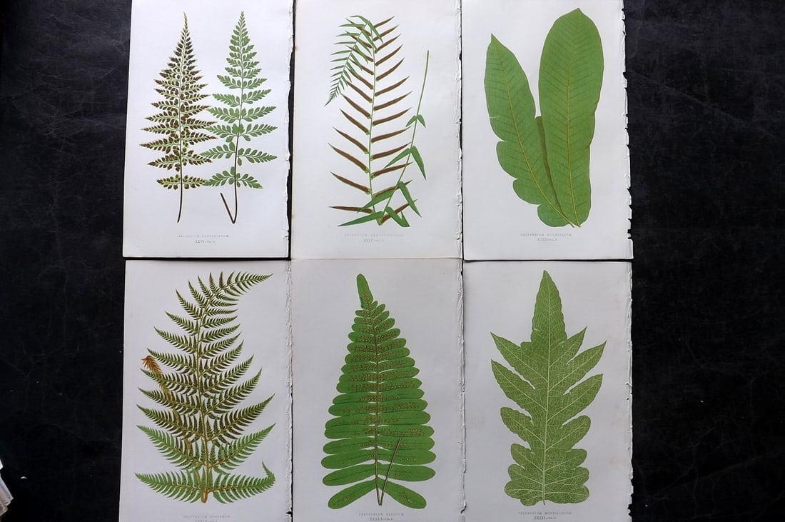 Lowe, Edward 1850's Lot of 6 Antique Fern Prints: Woodblocks Published 1856-60 by Groombridge and Sons, London for "Ferns: British and Exotic" by Edward Lowe. Illustrated by A.F. Lydon. Printed by Benjamin Fawcett. Paper Size: 10 x 6 inch (25 x 15cm)