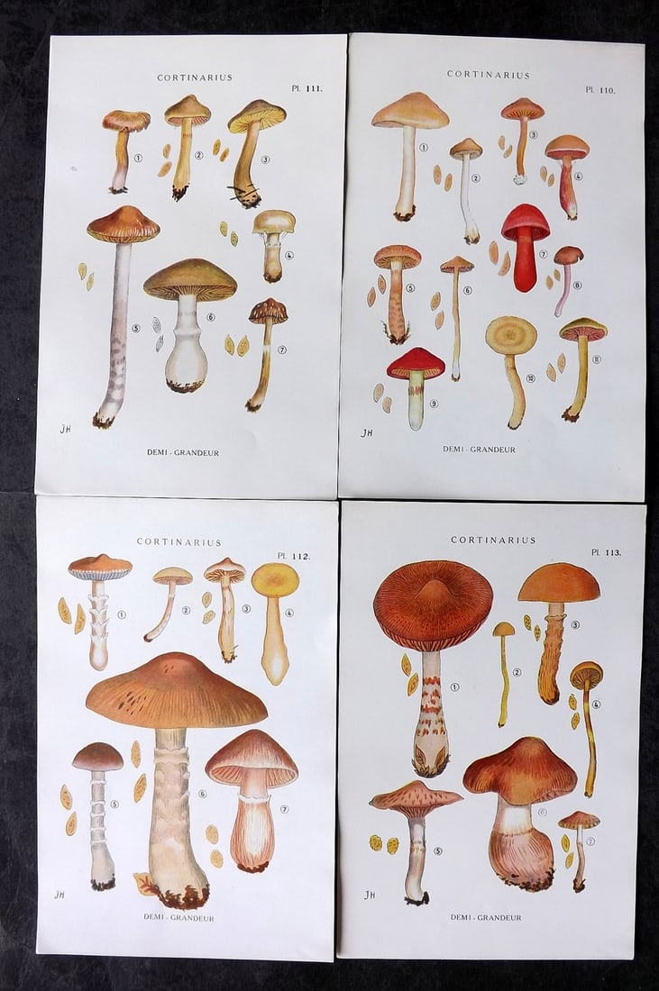 Juillard-Hartmann, Georges 1919 Lot of 4 Mushroom Fungi Prints (1 of 2)