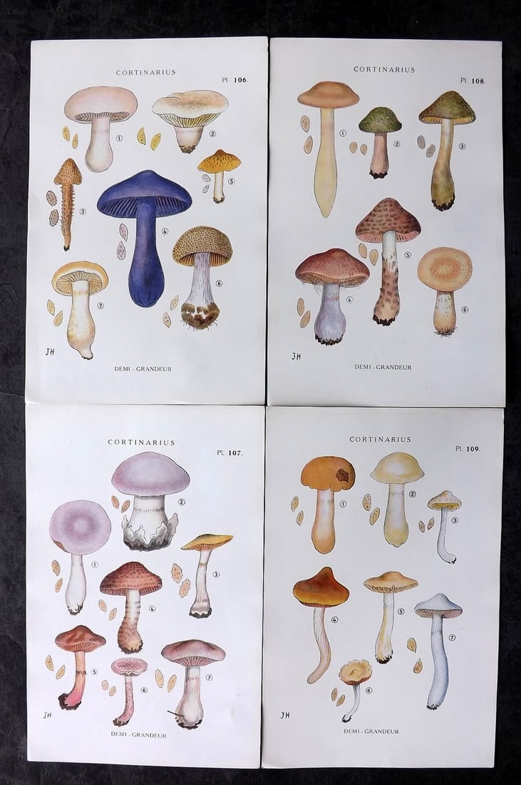 Juillard-Hartmann, Georges 1919 Lot of 4 Mushroom Fungi Prints (1 of 2)