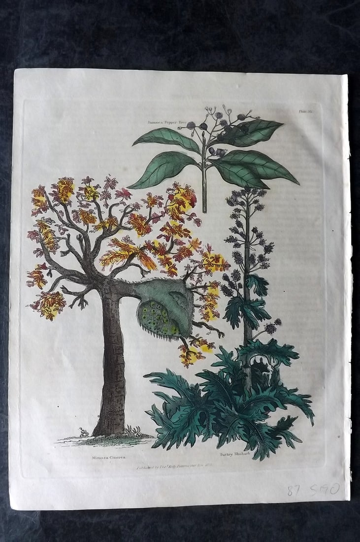 Buffon & Smellie 1834 HCol Botanical Print. Mimosa Cinerea, Turkey Rhubarb, Jamaica Pepper (1 of 1)