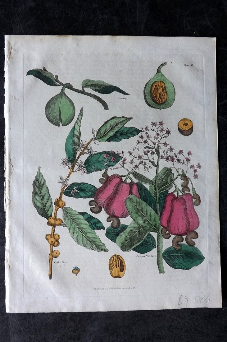 Buffon & Smellie 1834 HCol Botanical Print. Cofee, Nutmeg, Cashew (1 of 1)