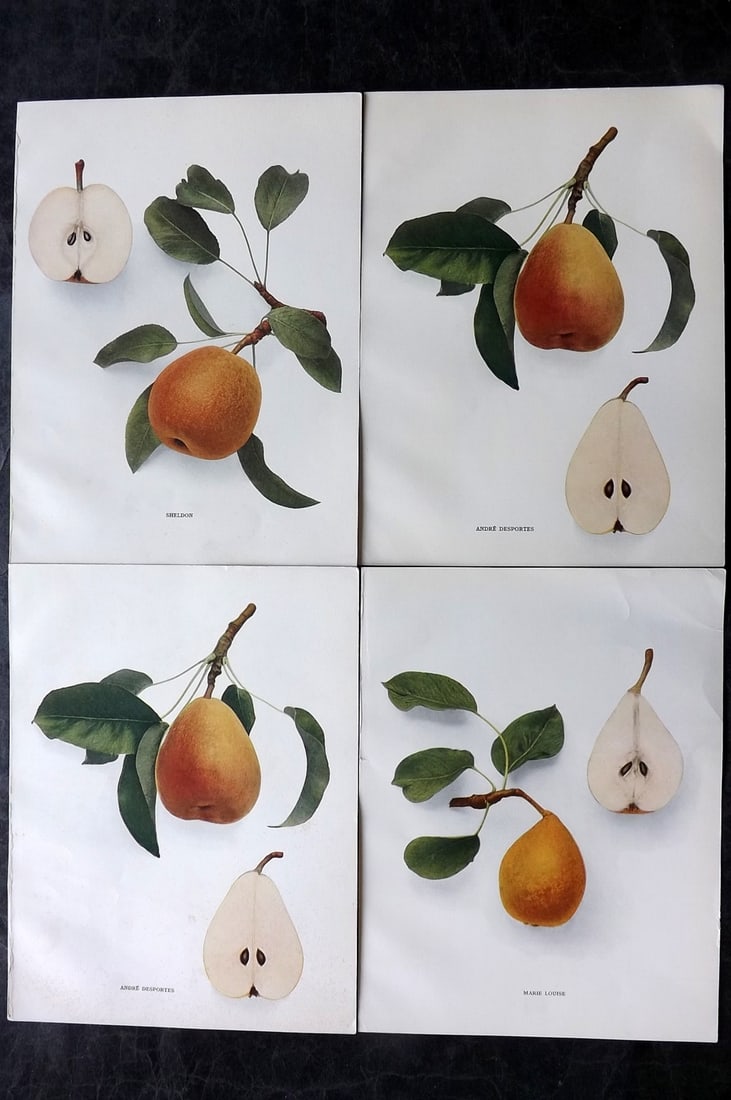 Hedrick, U. P. 1921 Lot of 4 Botanical Prints. Pears (1 of 2)