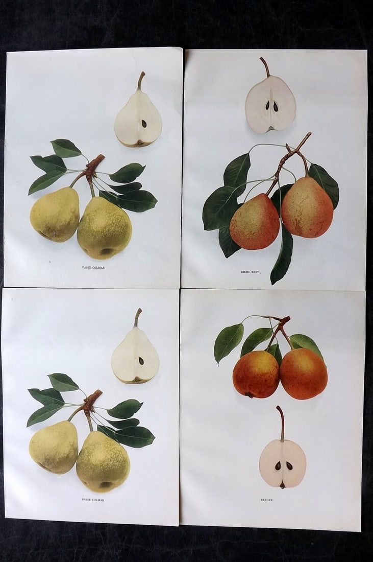 Hedrick, U. P. 1921 Lot of 4 Botanical Prints. Pears (1 of 2)