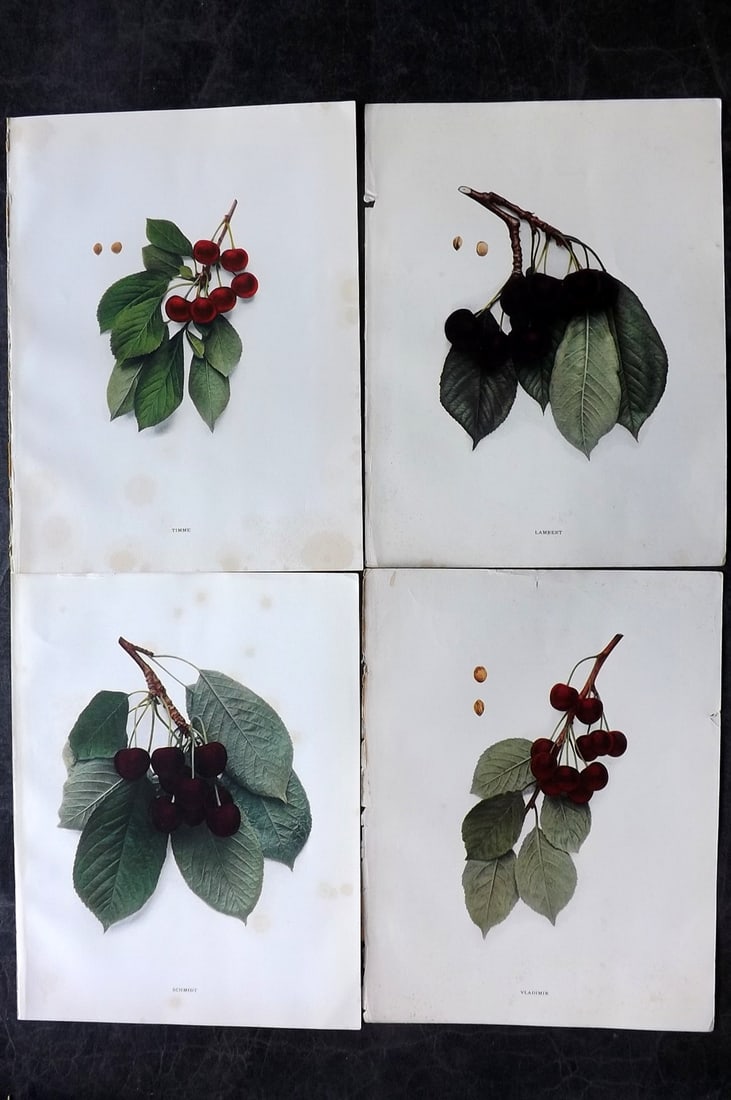 Hedrick, U. P. 1915 Lot of 4 Fruit Prints. Cherries (1 of 2)