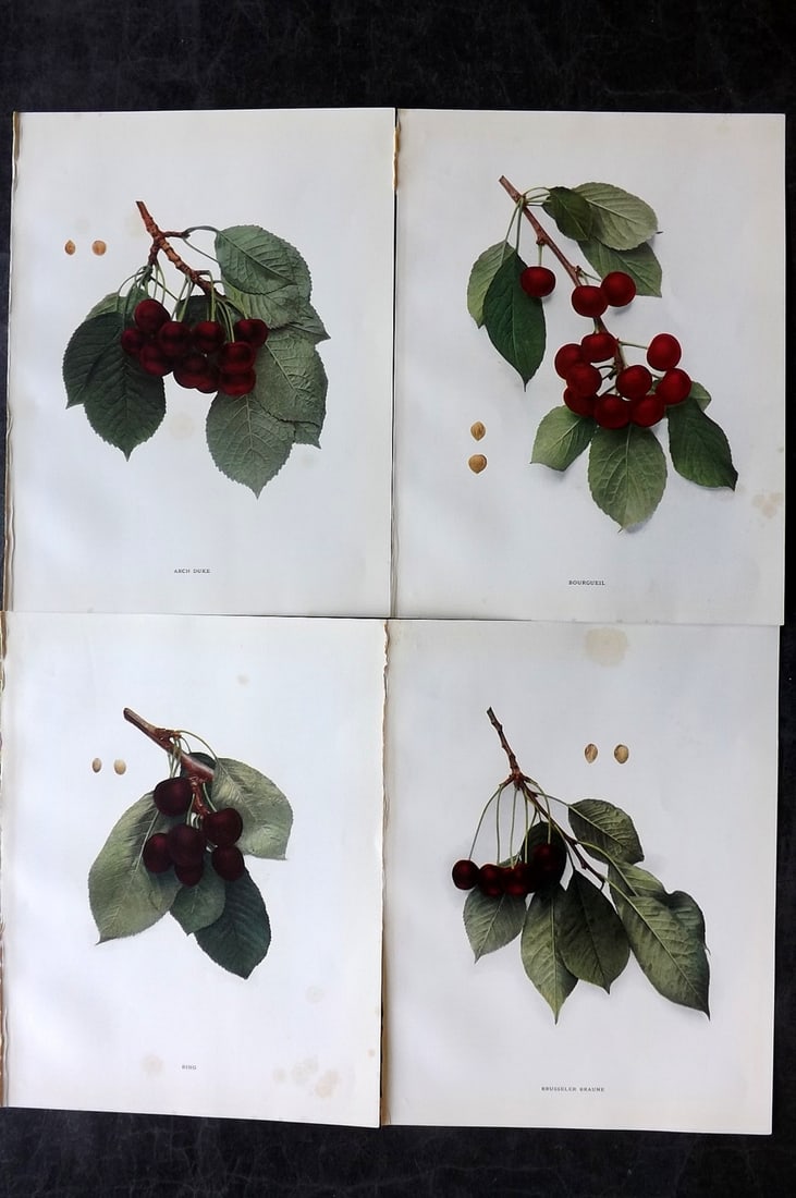 Hedrick, U. P. 1915 Lot of 4 Fruit Prints. Cherries (1 of 2)