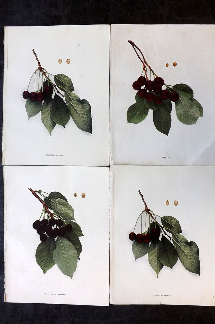 Hedrick, U. P. 1915 Lot of 4 Fruit Prints. Cherries (1 of 2)